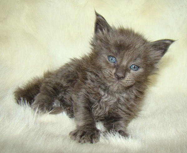     Catsvill County!   !    !       !!!    Catsvill County +7-926-544-74-09     .   ,   ,   ,    ,   ,  ,     ,   -,    ,   !